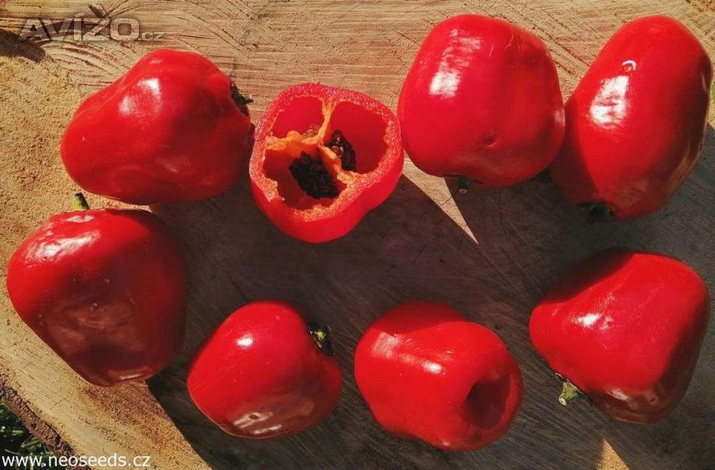 Sazenice Chilli Mini Rocoto Red