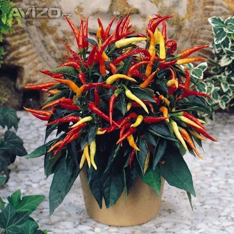 Sazenice Chilli Patio Fire