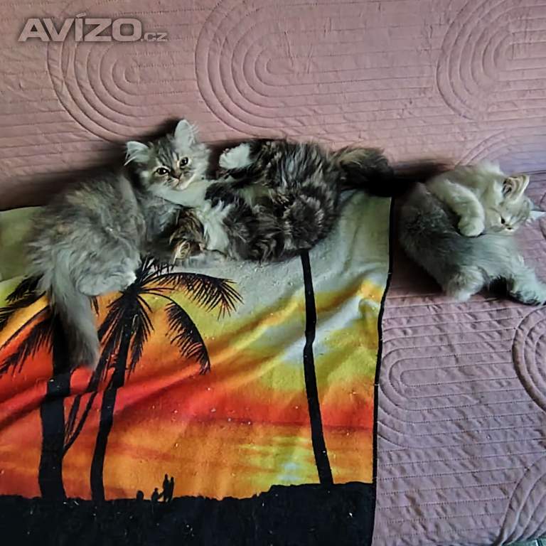 Foto inzerátu Perská koťátka 