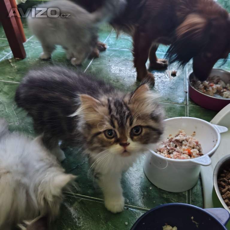 Foto inzerátu Perská koťátka 