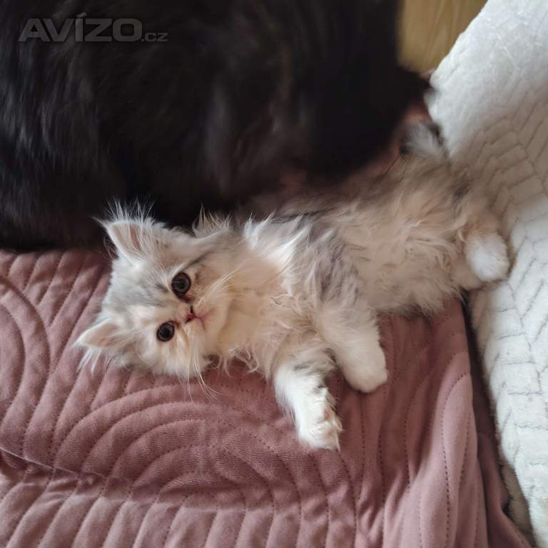Foto inzerátu Perská koťátka 