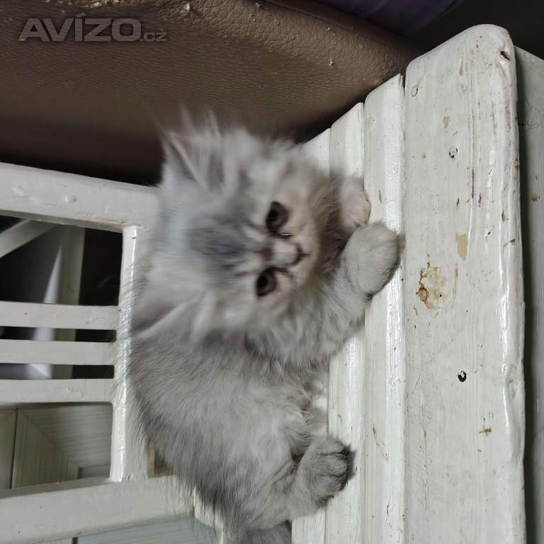 Foto inzerátu Perská koťátka 