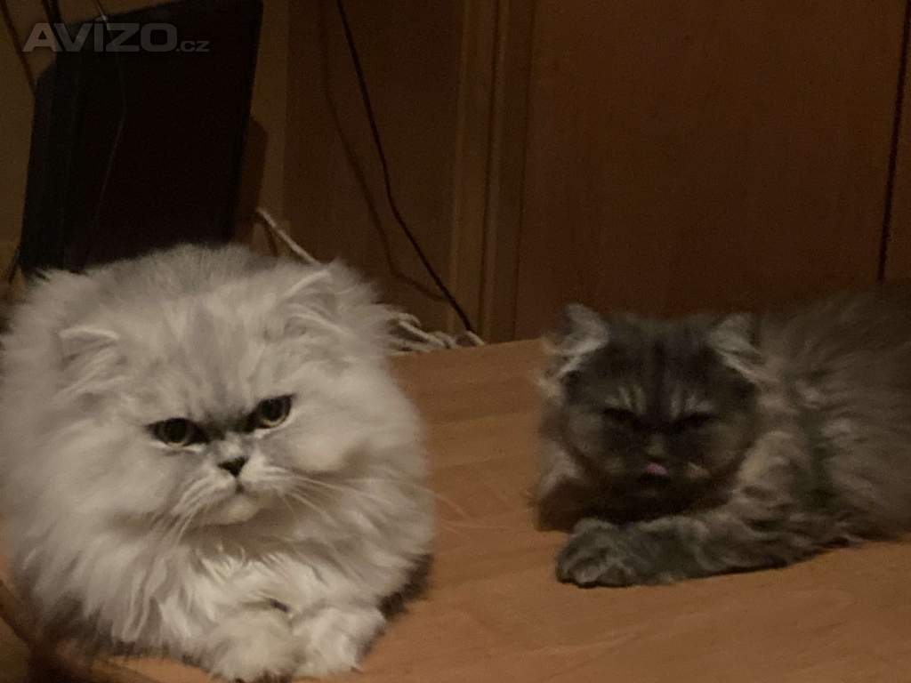 Foto inzerátu Prodám perske kocicky