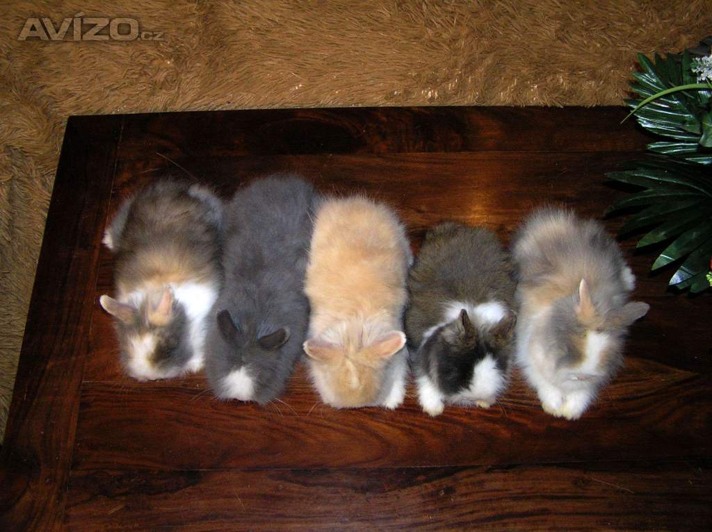 Foto inzerátu Teddy králíčci zakrslí dlouhosrstí
