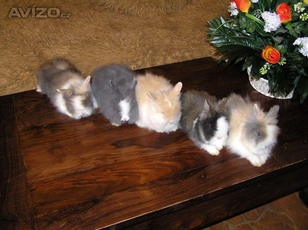 Foto inzerátu Teddy králíčci zakrslí dlouhosrstí