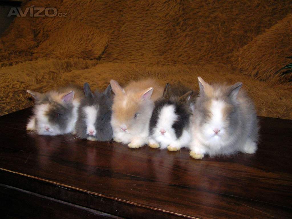 Foto inzerátu Teddy králíčci zakrslí dlouhosrstí