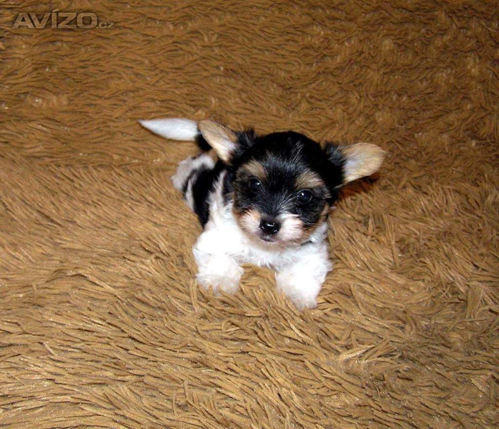 Biewer Yorkshire Terrier štěňátko 7,5 týdne pejsek