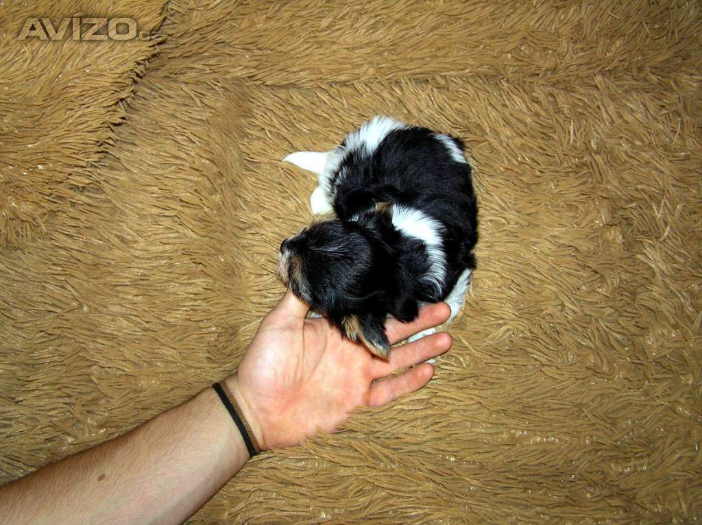 Foto inzerátu Biewer Yorkshire Terrier štěňátko 7,5 týdne pejsek