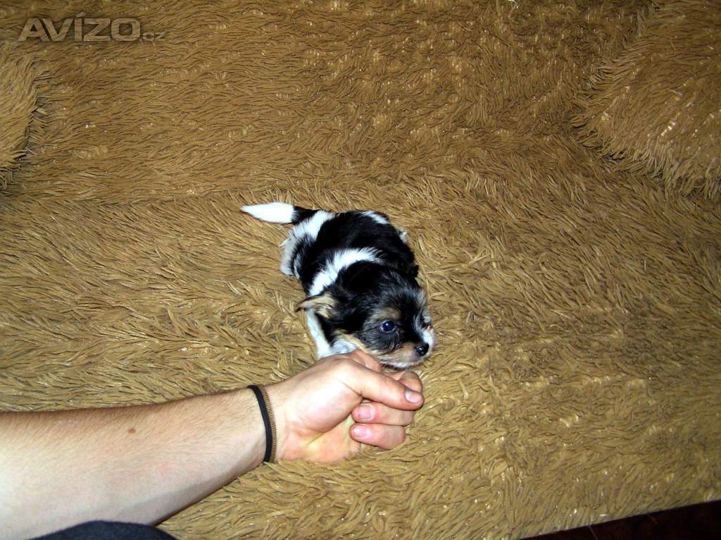 Foto inzerátu Biewer Yorkshire Terrier štěňátko 7,5 týdne pejsek