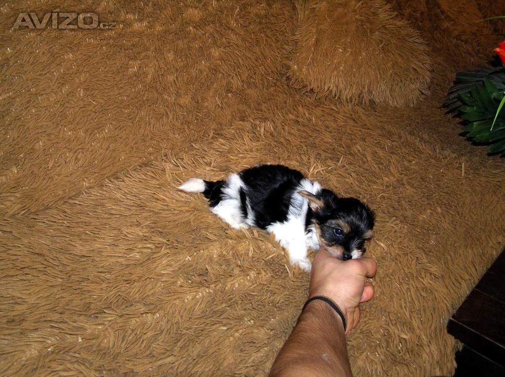 Foto inzerátu Biewer Yorkshire Terrier štěňátko 7,5 týdne pejsek