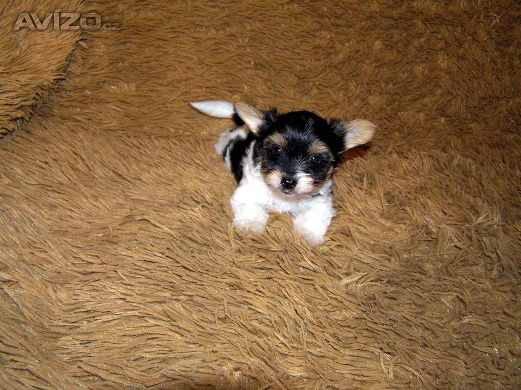 Foto inzerátu Biewer Yorkshire Terrier štěňátko 7,5 týdne pejsek