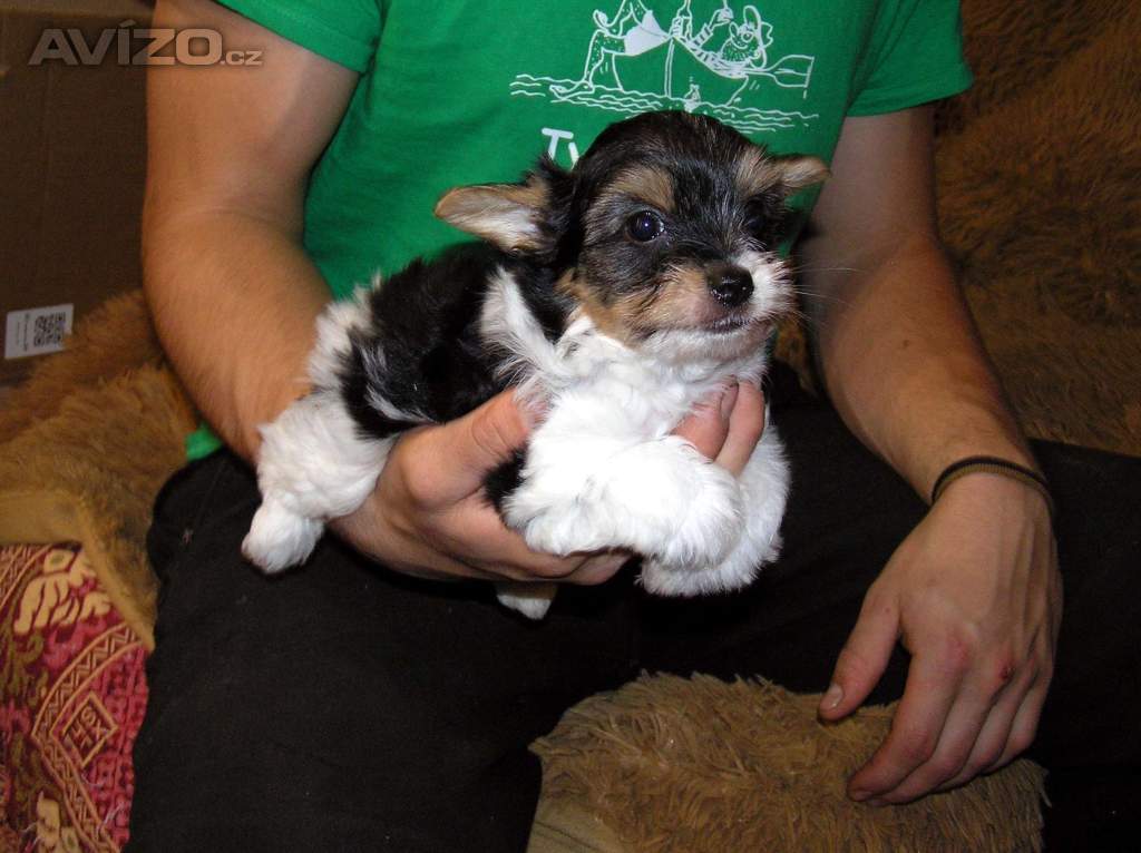 Foto inzerátu Biewer Yorkshire Terrier štěňátko 7,5 týdne pejsek