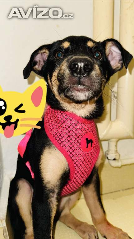 Kříženec štěňátko rottwailera X NO