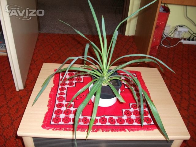 Malé palmičky  yucca = juka