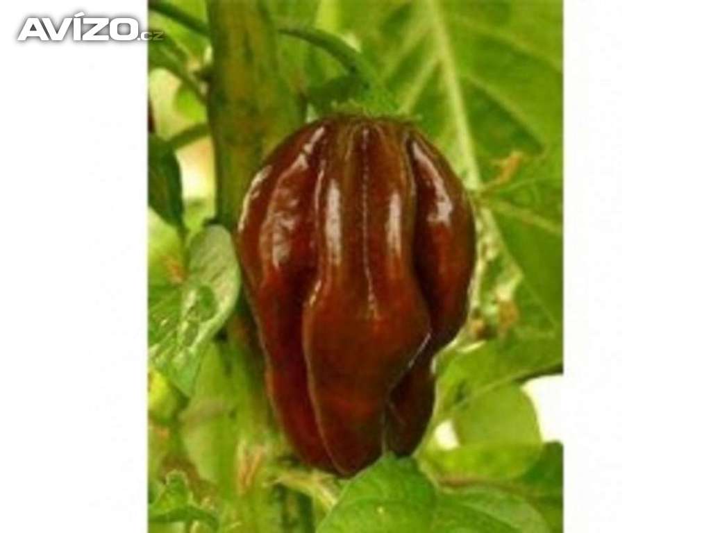 CHilli paprička - Habanero CHocolate /www.levna-semena.cz