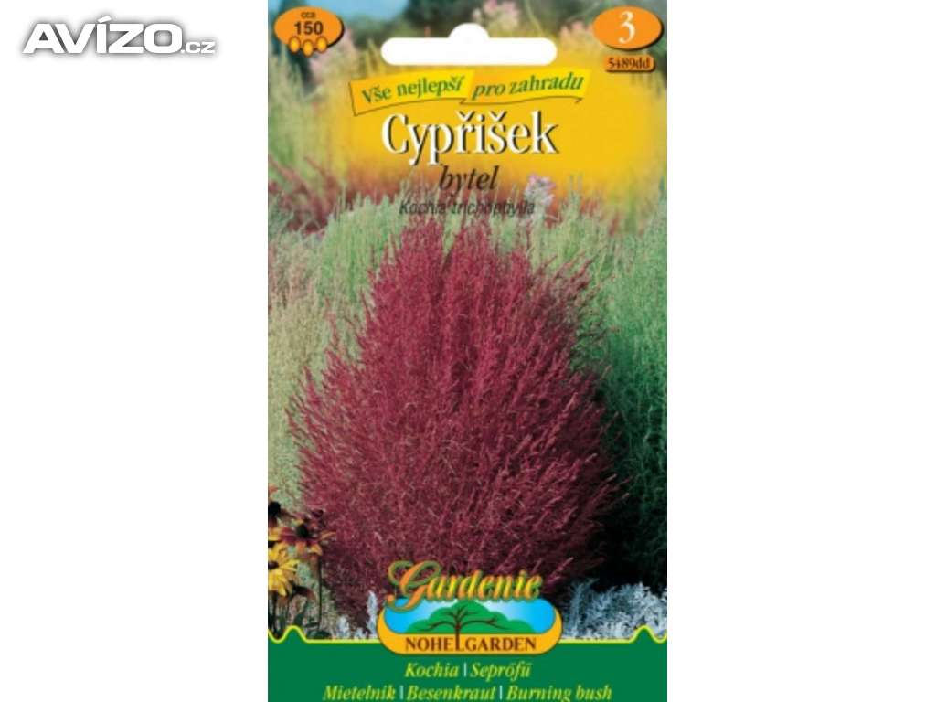 Cypřišek bytel, červený /www.rostliny-prozdravi.cz