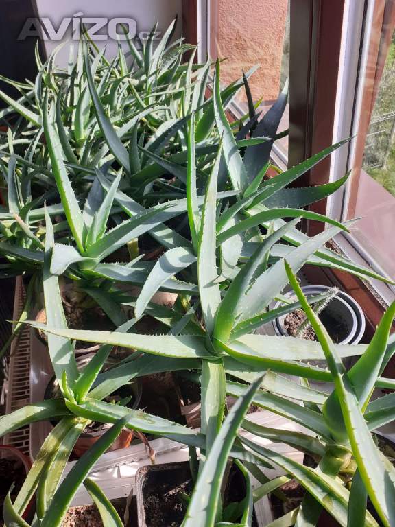 PRAVÉ LÉČIVÉ ALOE VERA - tříleté i s recepty