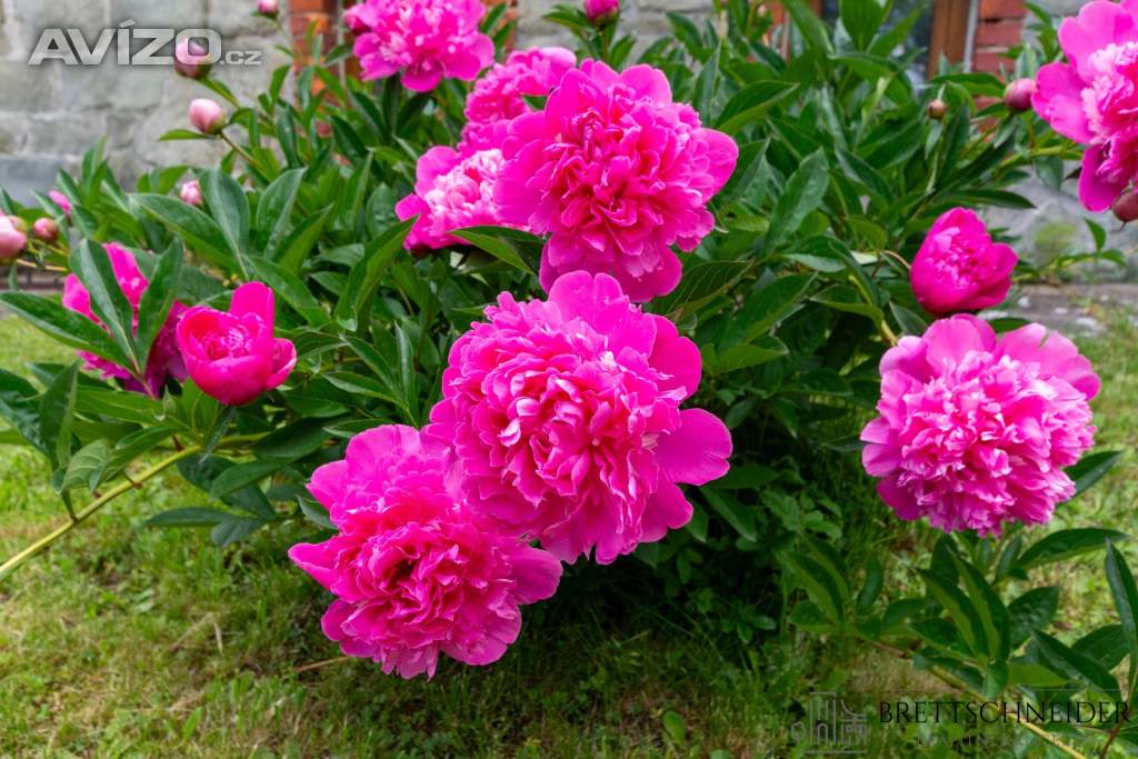 Foto inzerátu Rodinný dům s potenciálem dvougeneračního bydlení nebo podnikání – Bohumín, ul. Bezručova