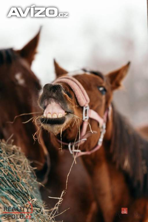 Foto inzerátu Prodej specifické nemovitosti 2 093 m², Nučice