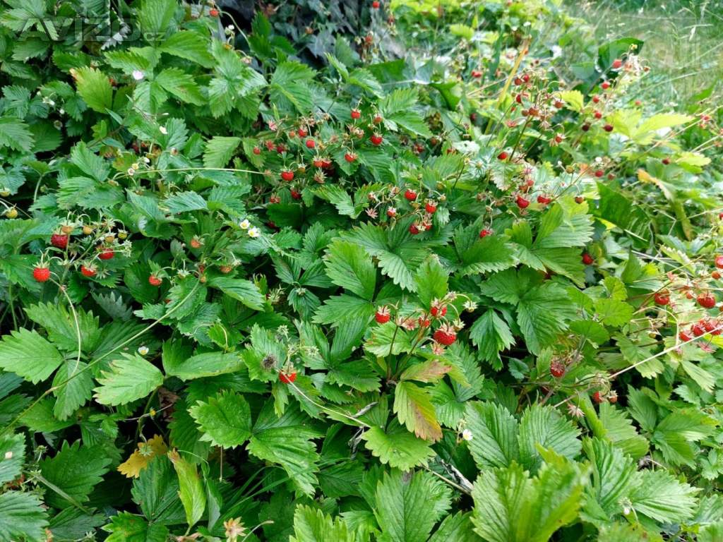 Foto inzerátu Rodinný dům 105 m2, 2+1, pozemek 1313 m2