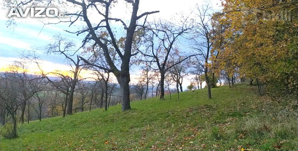 Foto inzerátu Prodej zahrady 3 492 m2 - Přílepy u Holešova-Vinohrádky