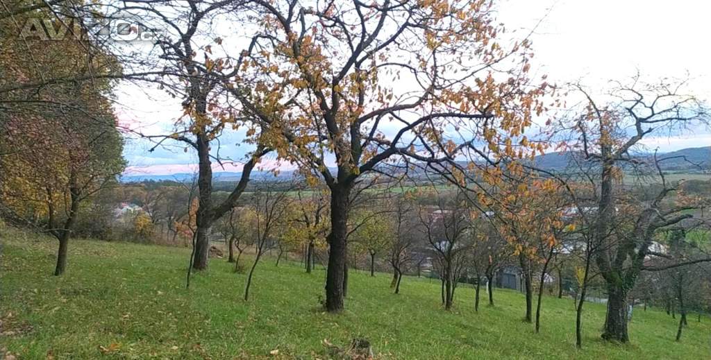 Foto inzerátu Prodej zahrady 3 492 m2 - Přílepy u Holešova-Vinohrádky