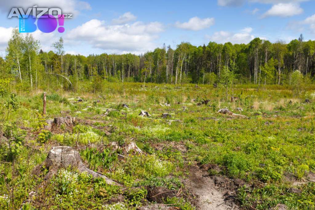 Prodej vytěženého lesního pozemku, přirozeně zmlazený, Krásná pod Lysou,  o rozloze 16 557 m²
