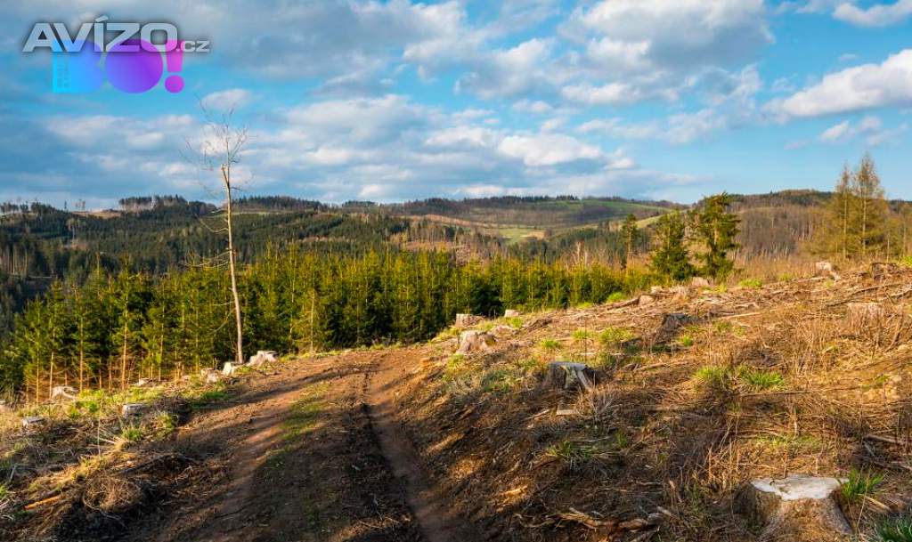 Foto inzerátu Prodej vytěženého lesního pozemku, přirozeně zmlazený, Krásná pod Lysou,  o rozloze 16 557 m²
