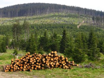 Výkup lesů a lesních pozemků
