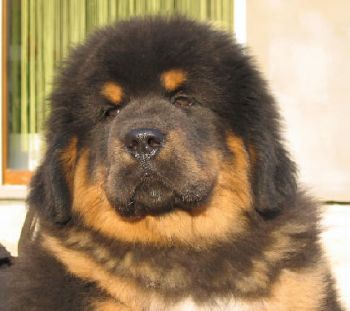 Chovatelská stanice HAMISTU-chov tibetských dog a amerických kokršpanělů