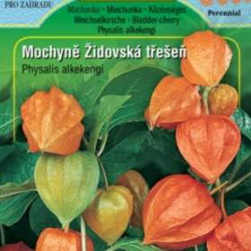 Mochyně židovská třešeň (semena) / 12573262
