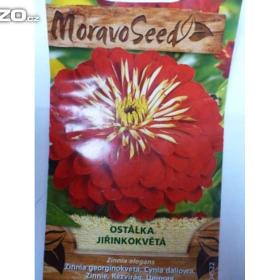 Ostálka Jiřinkokvětá : 50 semen /www. levna- semena. cz / 13036171