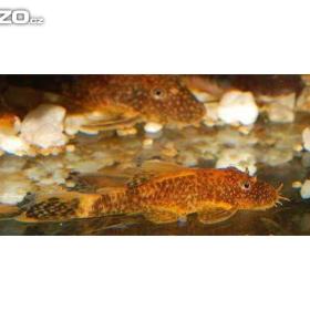 Foto inzerátu Prodám Ancistrusy, platy, mikru a mech.