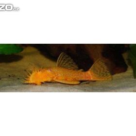 Foto inzerátu Prodám Ancistrusy, platy, mikru a mech.