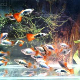 Foto inzerátu Prodám Ancistrusy, platy, mikru a mech.