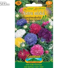 Astra nízká -  Chryzantémokvětá / www. levna- semena. cz / 15614514