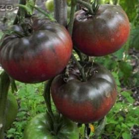 Rajče hnědé -  Black from tula /www. rostliny- prozdravi. cz / 15616547