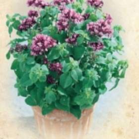 Dobromysl obecná, Oregáno (semena) www. rostliny- prozdravi. cz / 15684654