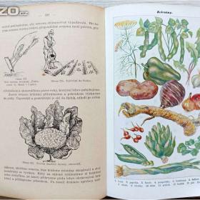 Foto inzerátu Praktická hospodyňka, oba dva díly, rok vydání 1928