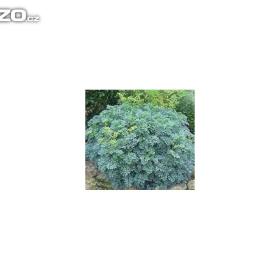 Routa vonná (semena) www. rostliny- prozdravi. cz / 15724157