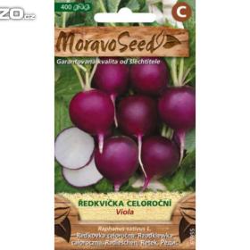 Ředkvička fialová -  Viola (semena) www. rostliny- prozdravi. cz / 15725865