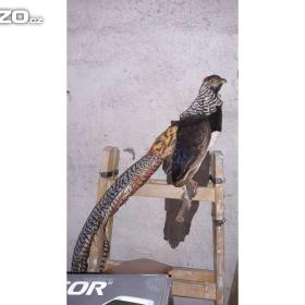 Foto inzerátu BAŽANT