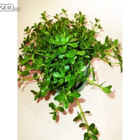 Brahmi, Bacopa Monnieri (Léčivá rostlina ) www. rostliny- prozdravi. cz / 15769686