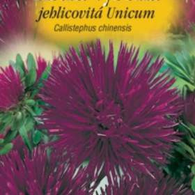 Astra vysoká jehlicovitá, fialová (semena) levna- semena. cz / 15786462