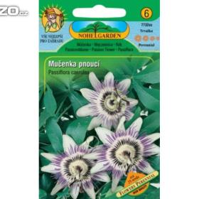 Mučenka pnoucí (semena) www. levna- semena. cz / 15789200
