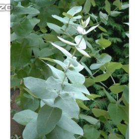 Fotka k inzerátu Blahovičník, Eucalyptus (semena) www. rostliny- prozdravi. cz / 15795114