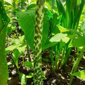 Foto inzerátu ÚŽOVNÍK - ZAJÍMAVÁ ROSTLINA