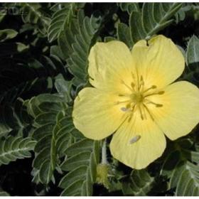 Kotvičník zemní- Sušený: 50g /www. rostliny- prozdravi. cz / 15849026