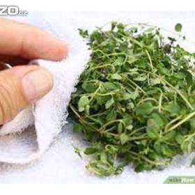 Tymián-  Sušený(100g) /www. rostliny- prozdravi. cz / 15855409