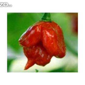 Chilli paprička, Jamaican rosso (semena) www. levna- semena. cz / 15895027